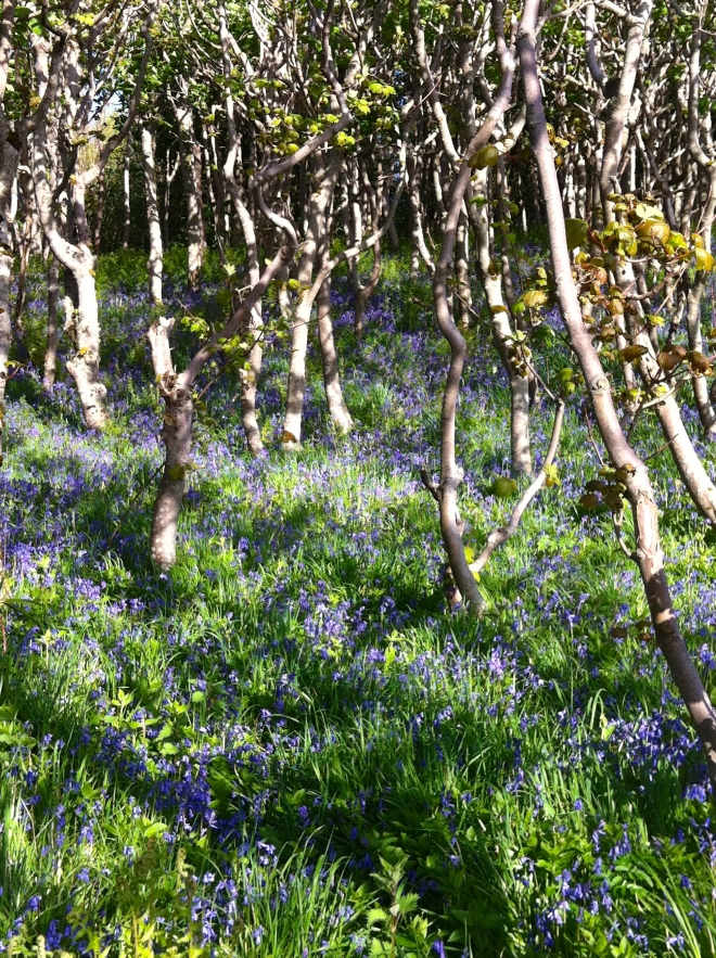 bluebells in Culzean woods